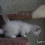 Фото №6 невские маскарадные котята для Вас (питомник)