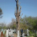 Фото №2 Спил сложных деревьев