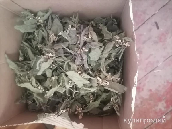 Фото Крапива глухая (мертвая) белая.