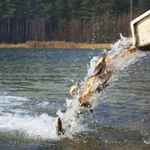 Зарыбление водоёмов. Живая рыба для пруда