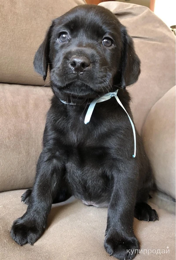 Фото Щенки черного окраса подрощенные