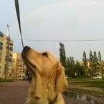 Фото №7 Дрессировка собак
