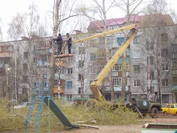 Фото Вырубка, обрезка деревьев