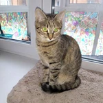 Фото №7 Маленькая королева Кетти в добрые руки