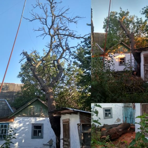 Фото Спил деревьев