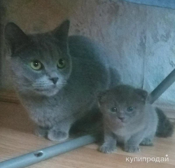 Фото Отдам котёнка в добрые руки!