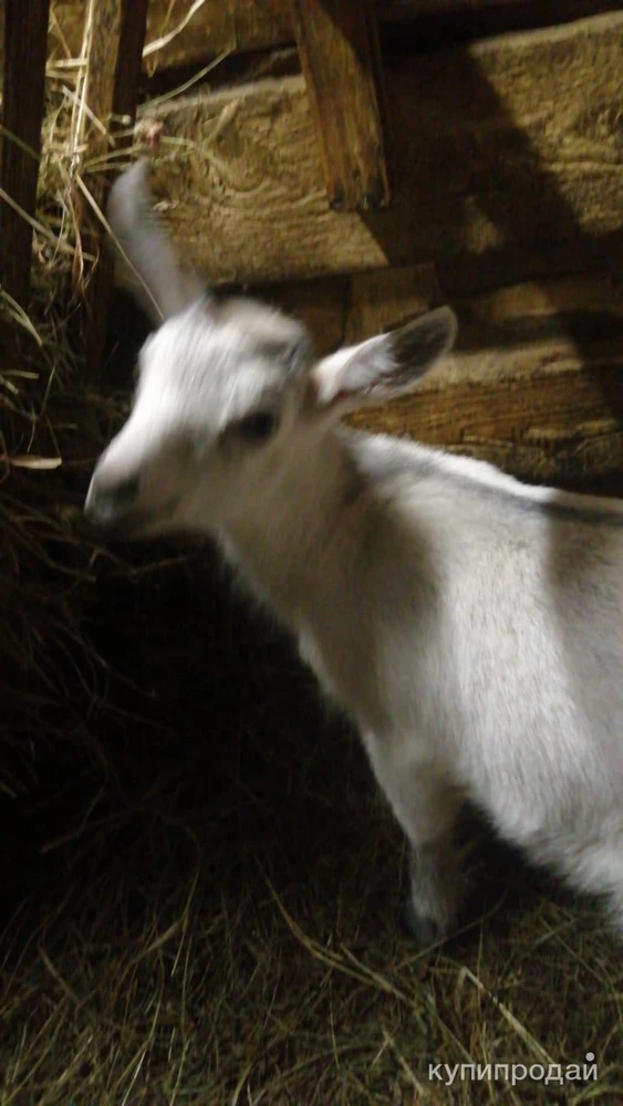 Фото Козочка