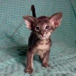 Фото №5 Угольный ориентал