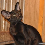 Фото №5 Ориентальные котята