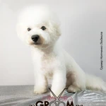 Фото №9 Стрижка собак в салоне Грумка Олимпийский