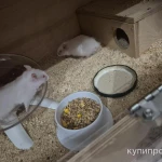 Фото №6 Сирийские хомяки