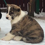 Тигровая красотка!