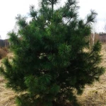 Фото №4 Саженцы Кедра,Ели,Сосны.