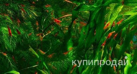 Фото Креветки черри /вишни/