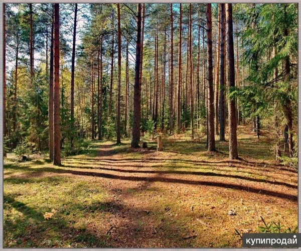 Фото Земля СНТ, ДНТ и с/х производства