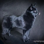 Фото №3 Щенки шипперке (схипперке)