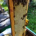 Фото №5 Мед