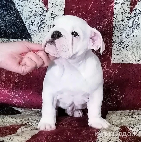 Фото Щенки английского бульдога