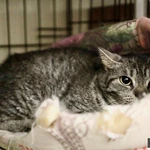 Фото №5 Миледи - метис британской кошечки, ищет дом.