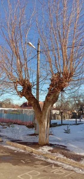 Фото Спил деревьев в Дмитровском районе 