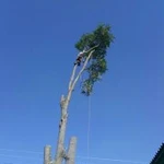 Фото №9 Спил деревьев любой сложности