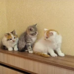 Фото №4 Шотландские котята 