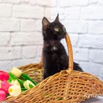 Фото №3 Черный котик Шухер