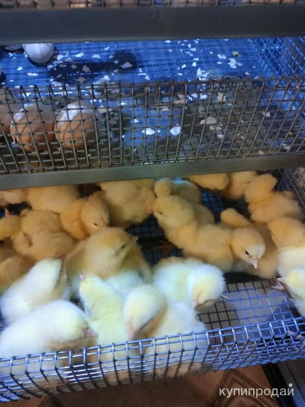 Фото цыплята бройлер Кобб 500