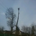 Фото №3 Удаление деревьев
