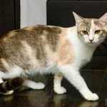 Фото №7 Трехцветная кошка Изюминка в добрые руки