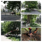 Фото №3 Спил деревьев, расчистка участков, вывоз