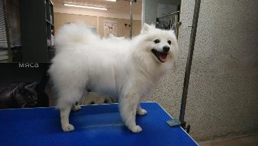 Фото ZooStil Groom