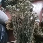 Фото №5 Тысячелистник. Цена за 100 грамм.