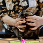 Фото №5 шотландские котята и взрослые кошки