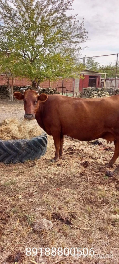 Фото Корова стельная