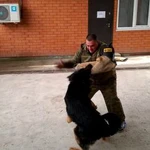Фото №3 Дрессировка собак