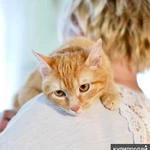 Фото №7 Кошечка Апельсинка - рыжая красавица в добрые руки