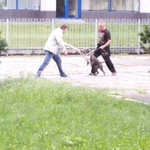 Фото №2 Дрессировка собак