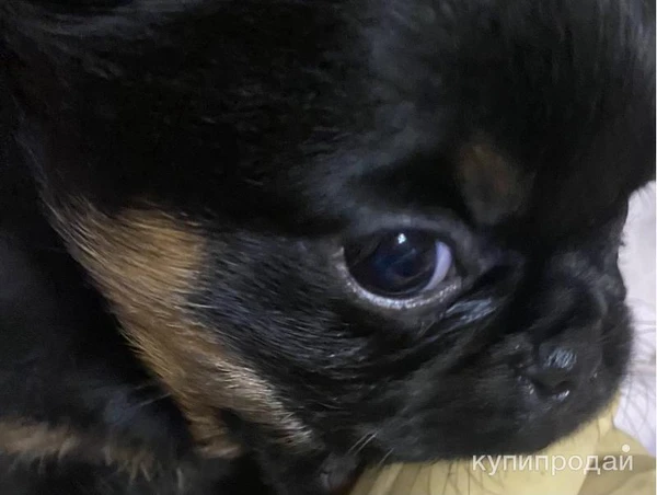 Фото Продам щенка