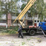 Фото №3 Спиливание деревьев 