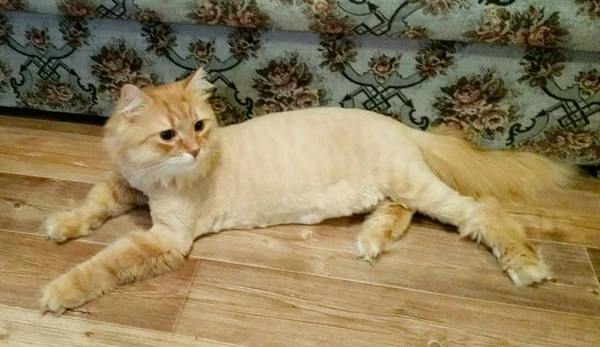 Фото Стрижка кошек и котов на дому.
