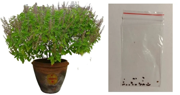 Фото Семена Туласи, в пакетике, для выращивания дома.