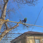 Фото №3 СПИЛ ДЕРЕВЬЕВ