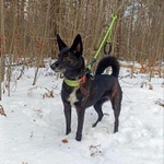 Маленькая, ласковая собачка Черри в добрые руки