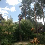 Фото №2 Спил деревьев. Удаление деревьев