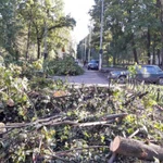 Удаление деревьев, спилить дерево, валка деревьев