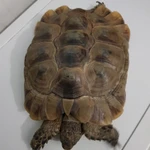 Фото №3 Черепаха Средиземноморская большая