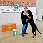 Фото №3 Большой Швейцарский Зенненхунд