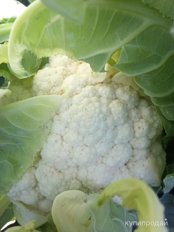 Фото Цветная капуста