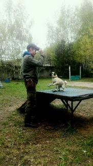 Фото Дрессировка собак
